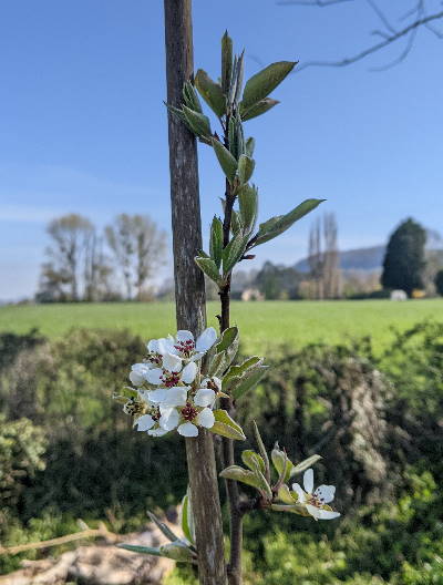 Perry pear blossom